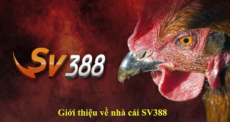 Sv388 - Trang xem đá gà sv388 trực tuyến, hoàn toàn miễn phí